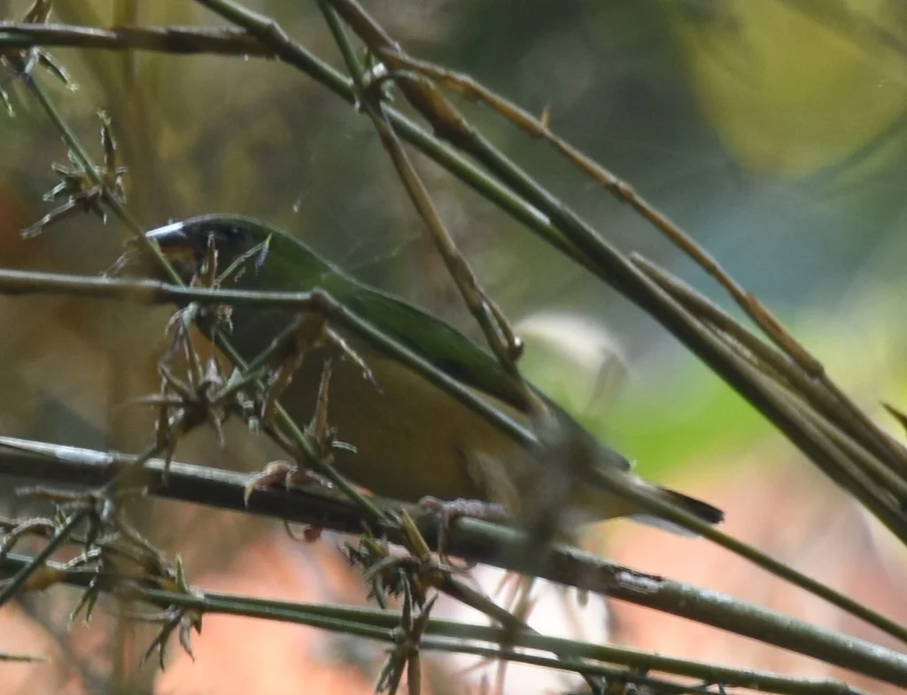 长尾鹦雀(Erythrura prasina)