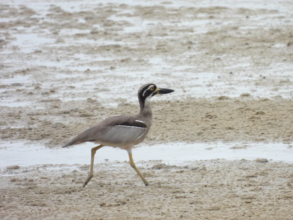 澳洲石鸻(Esacus magnirostris)