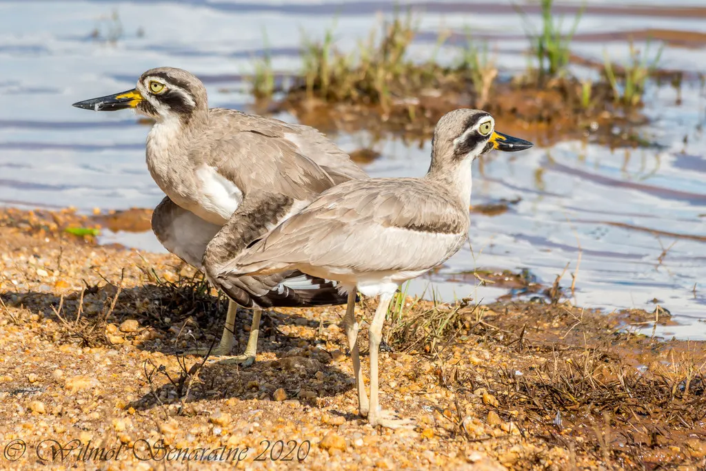 大石鸻(Esacus recurvirostris)