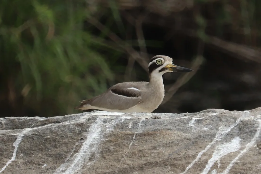 大石鸻(Esacus recurvirostris)