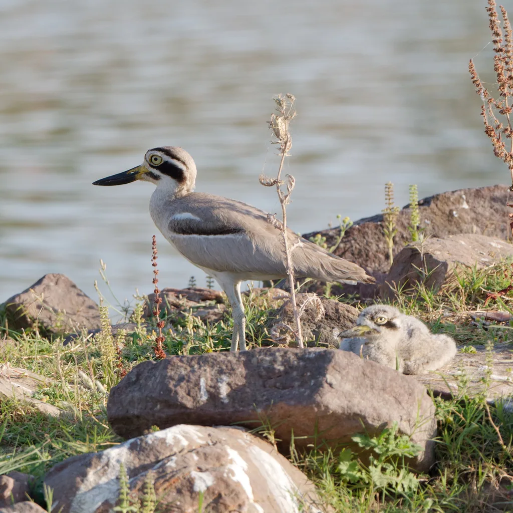 大石鸻(Esacus recurvirostris)