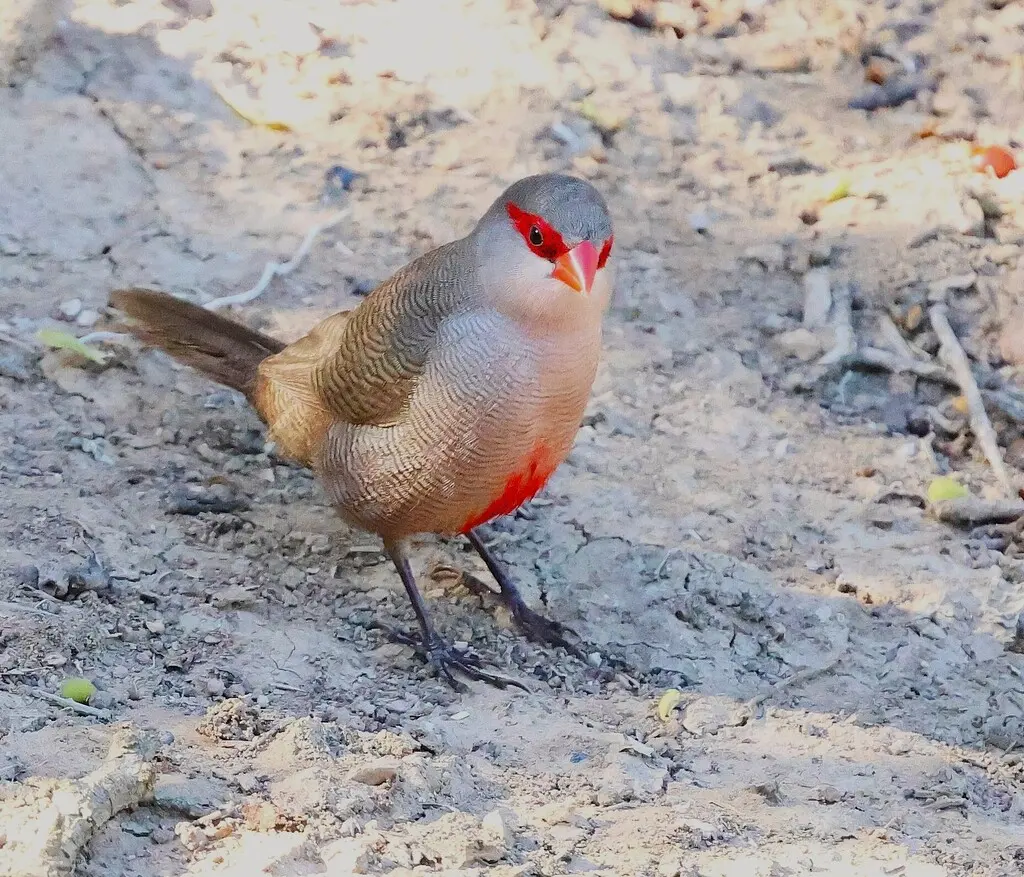 梅花雀(Estrilda astrild)