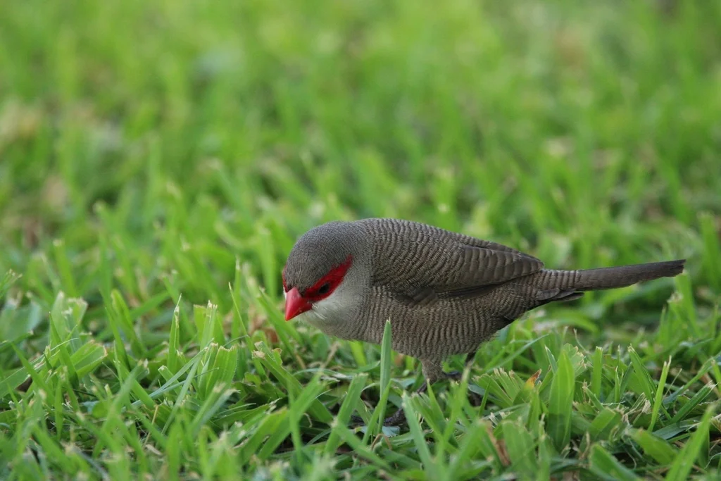 梅花雀(Estrilda astrild)