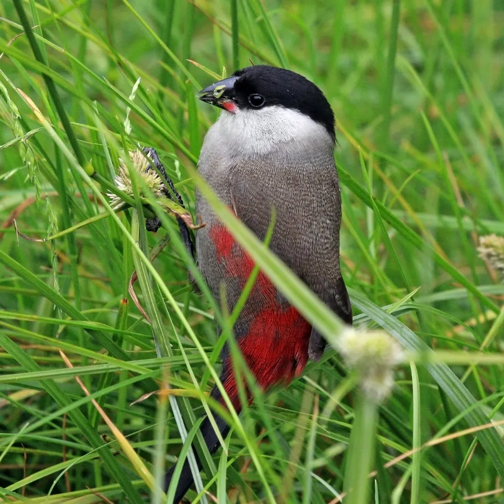 黑头梅花雀(Estrilda atricapilla)