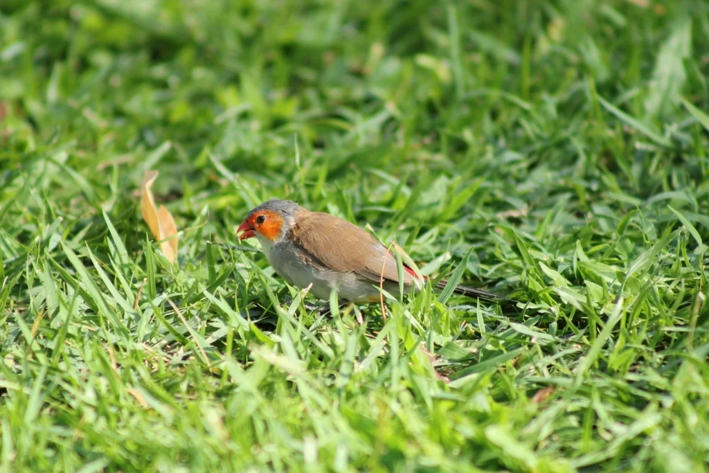 橙颊梅花雀(Estrilda melpoda)