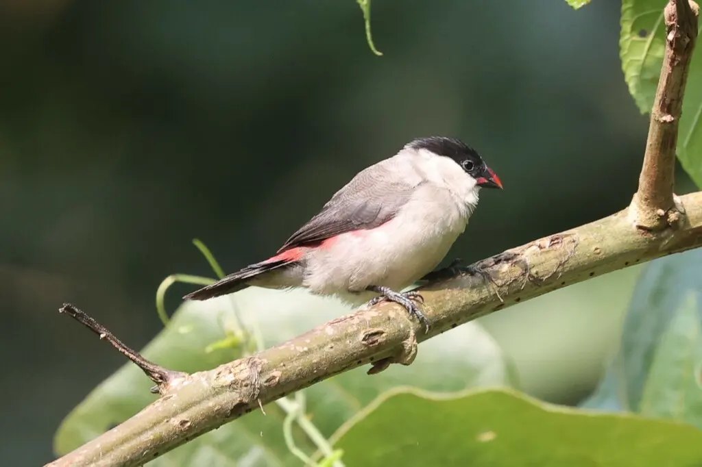 黑顶梅花雀(Estrilda nonnula)