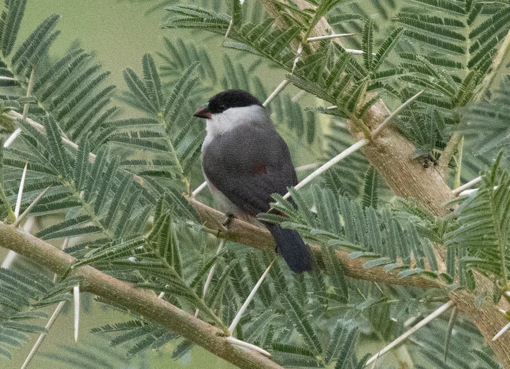 黑顶梅花雀(Estrilda nonnula)