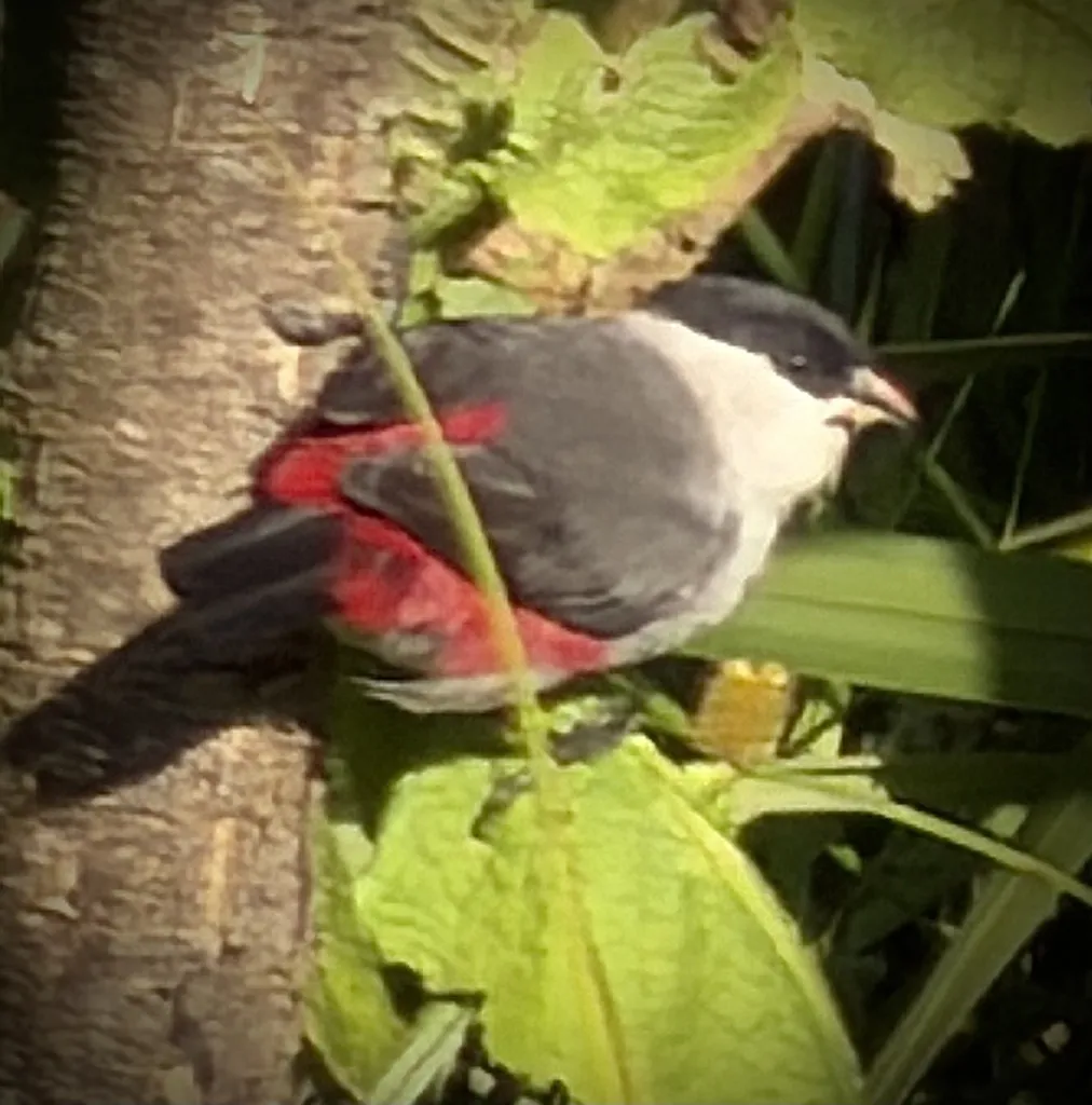 黑顶梅花雀(Estrilda nonnula)
