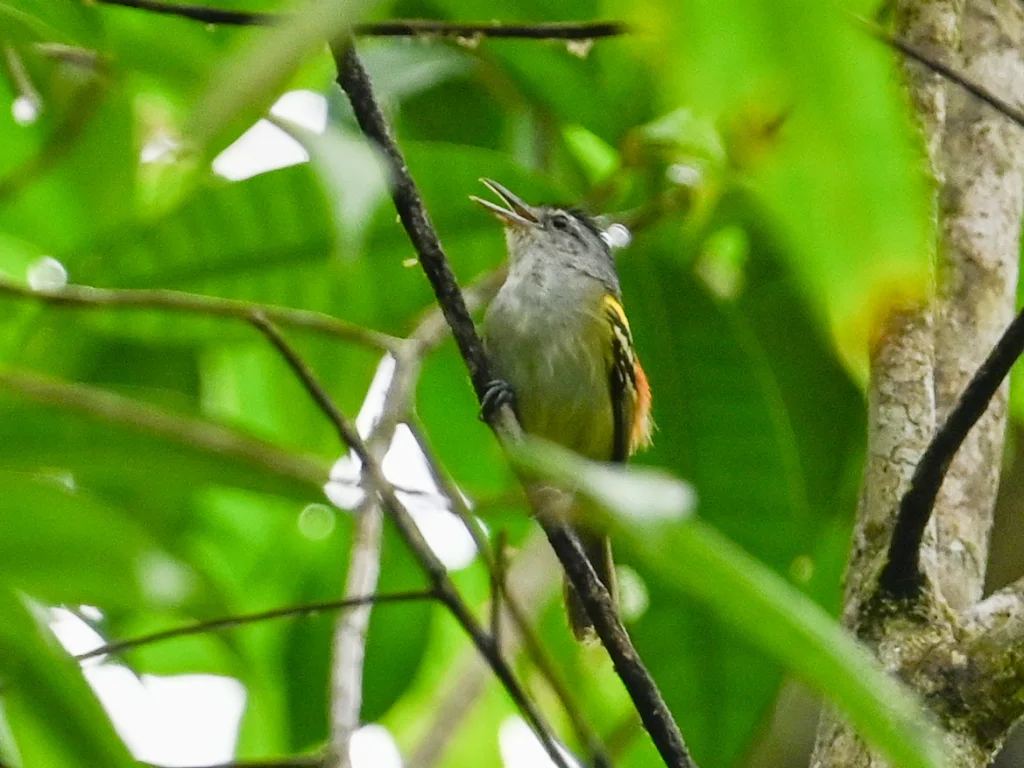 棕腰蚁鹩(Euchrepomis callinota)