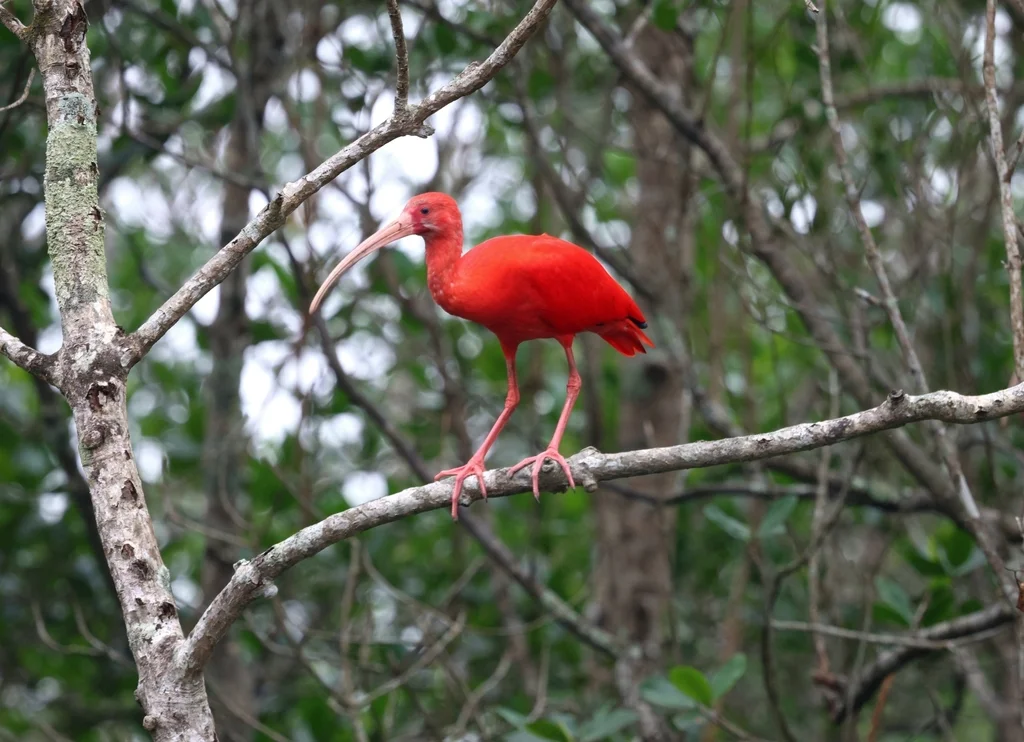 美洲红鹮(Eudocimus ruber)