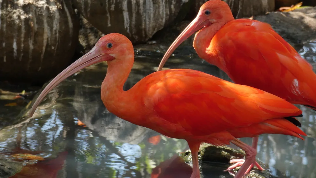 美洲红鹮(Eudocimus ruber)