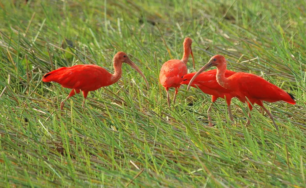 美洲红鹮(Eudocimus ruber)
