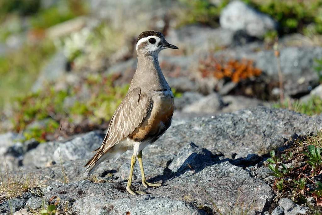 小嘴鸻(Eudromias morinellus)