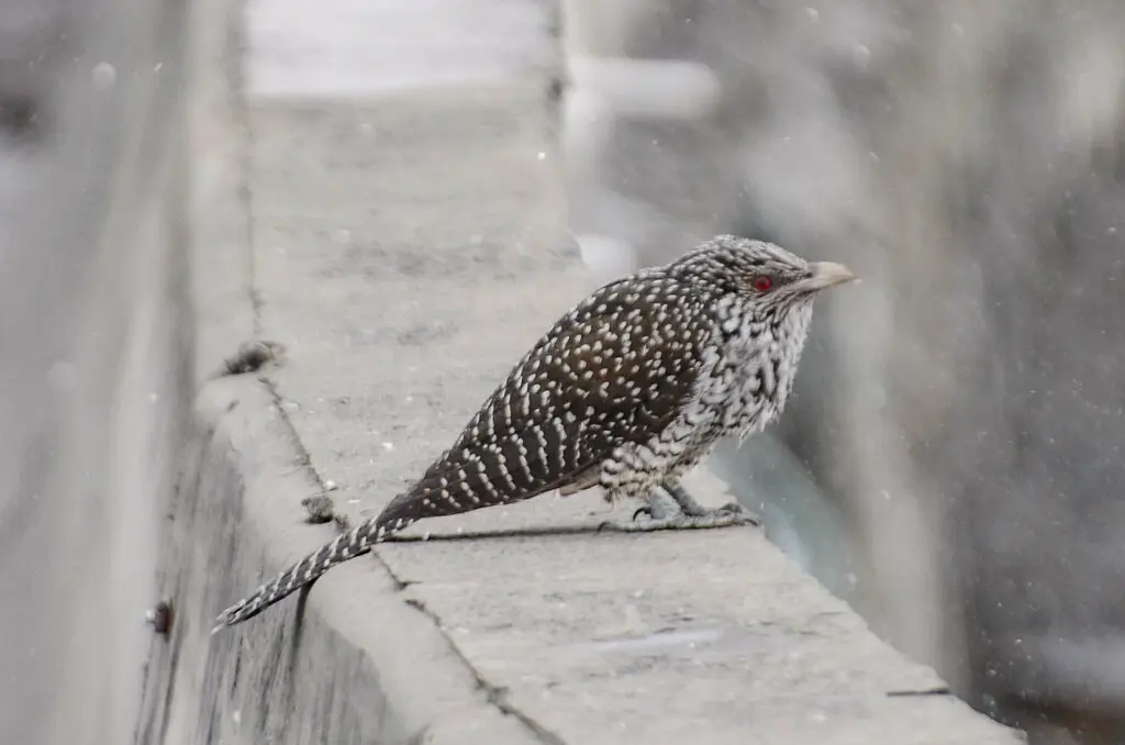 噪鹃（Eudynamys scolopaceus）
