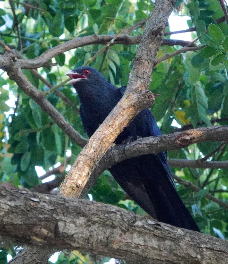 噪鹃（Eudynamys scolopaceus）