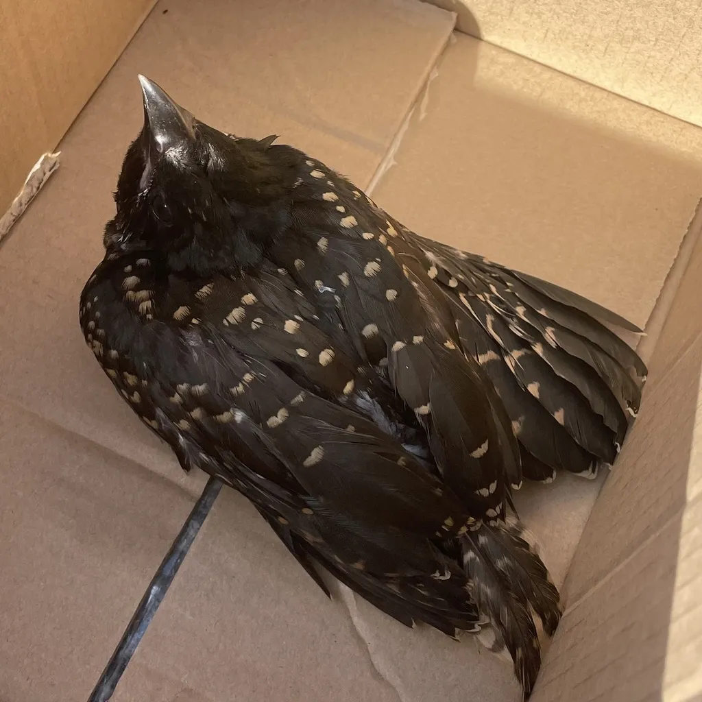 噪鹃（Eudynamys scolopaceus）