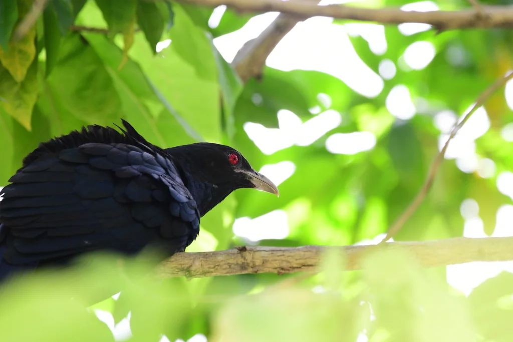噪鹃（Eudynamys scolopaceus）