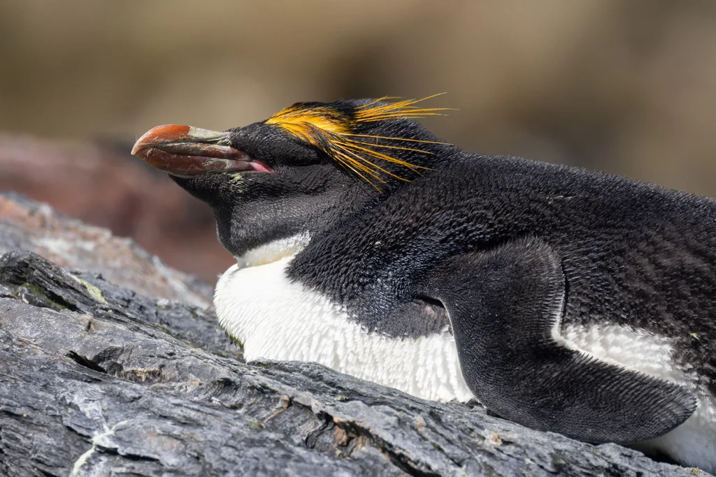 长眉企鹅(Eudyptes chrysolophus)