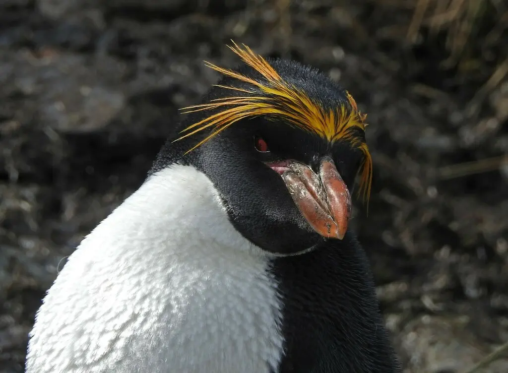 长眉企鹅(Eudyptes chrysolophus)