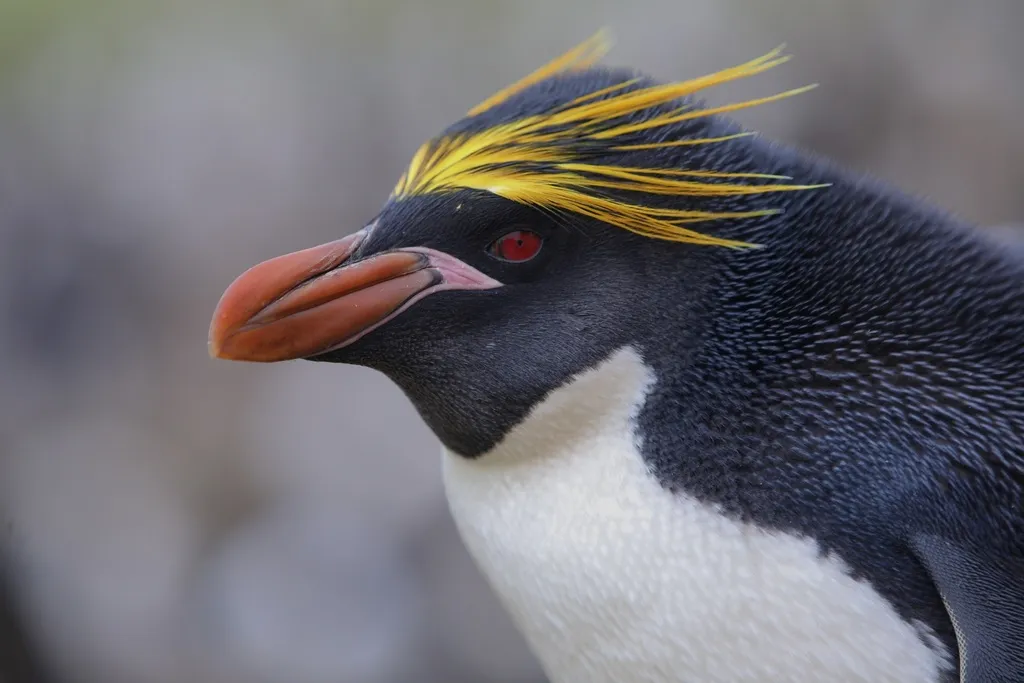 长眉企鹅(Eudyptes chrysolophus)