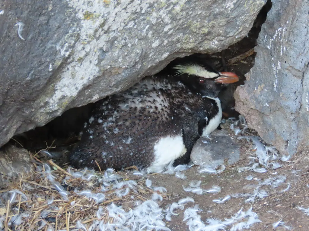 黄眉企鹅（Eudyptes pachyrhynchus）