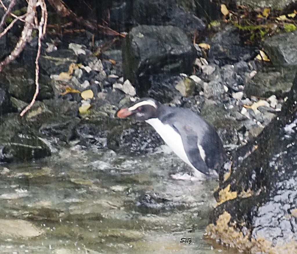 黄眉企鹅（Eudyptes pachyrhynchus）