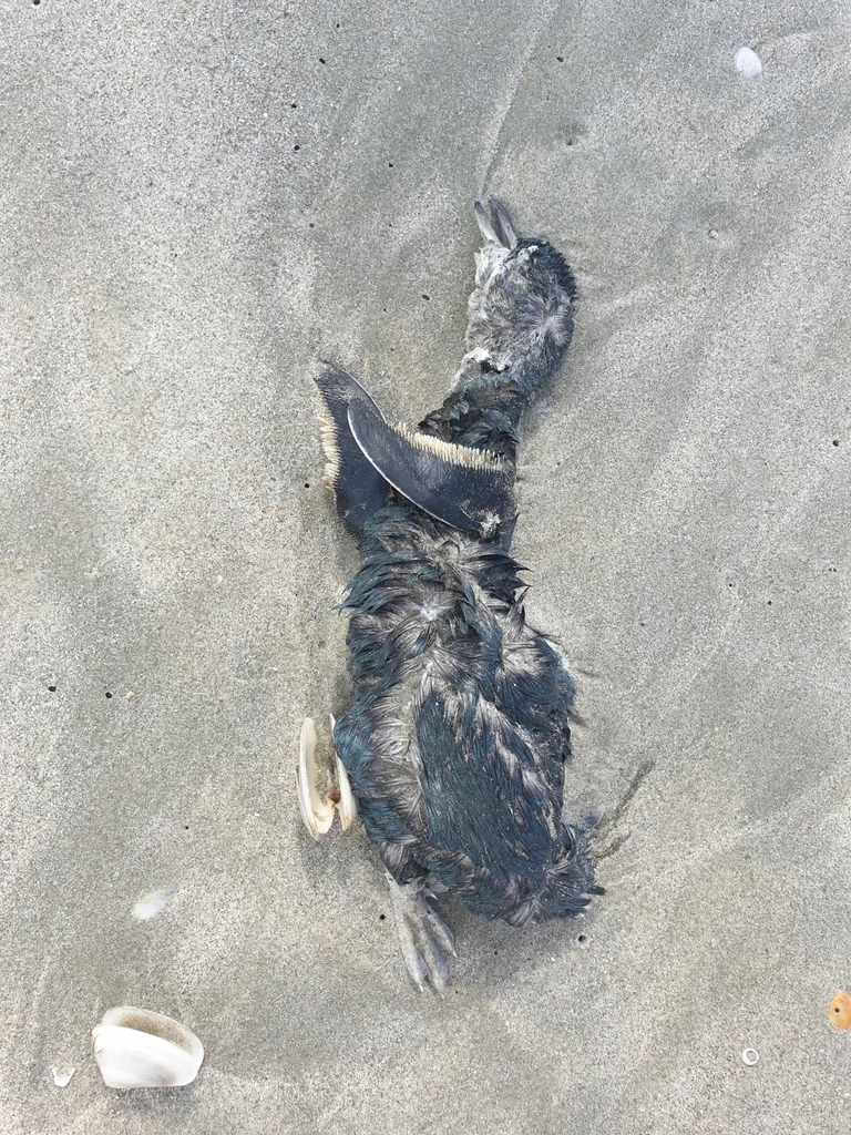 小企鹅（Eudyptula minor）