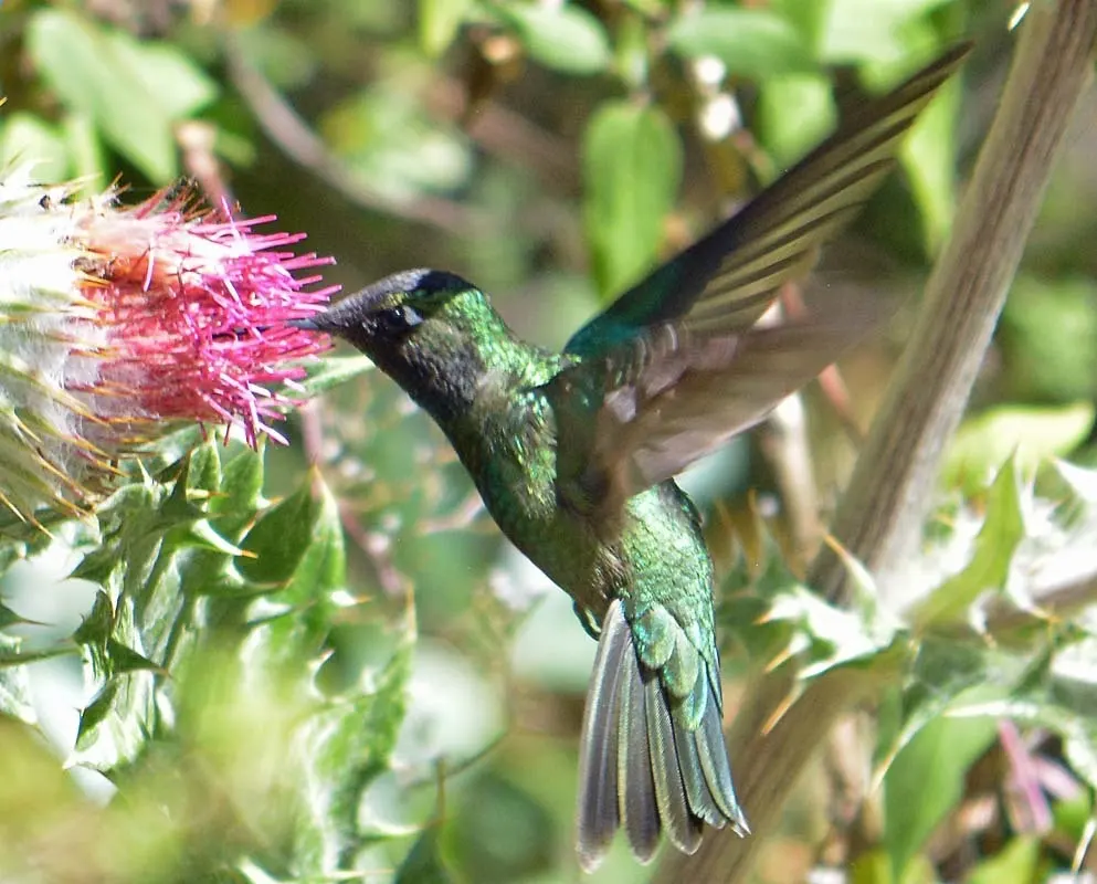 大蜂鸟(Eugenes fulgens)
