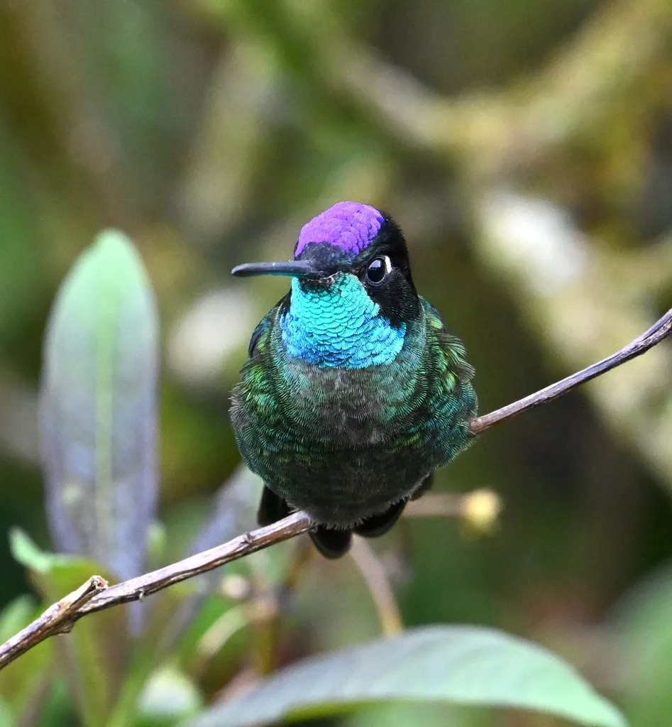 高地大蜂鸟(Eugenes spectabilis)