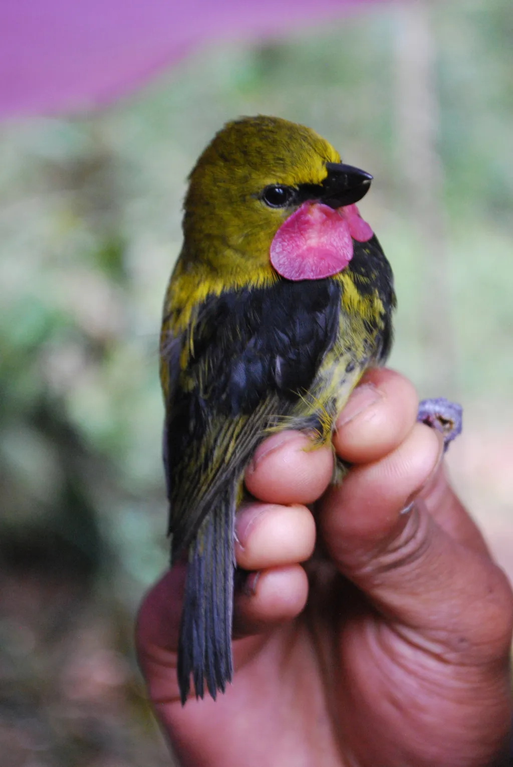 肉垂犁嘴鸟(Eulacestoma nigropectus)
