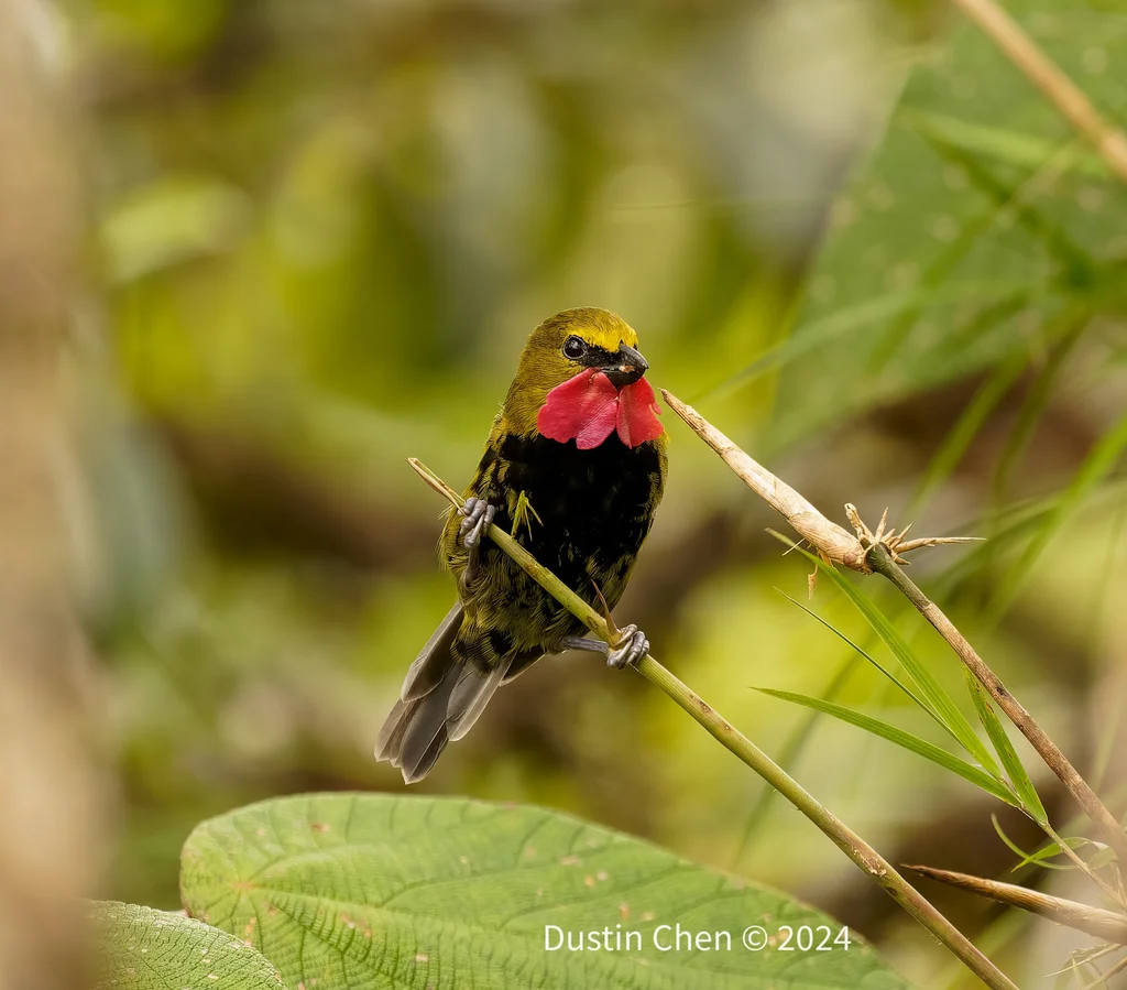 肉垂犁嘴鸟(Eulacestoma nigropectus)