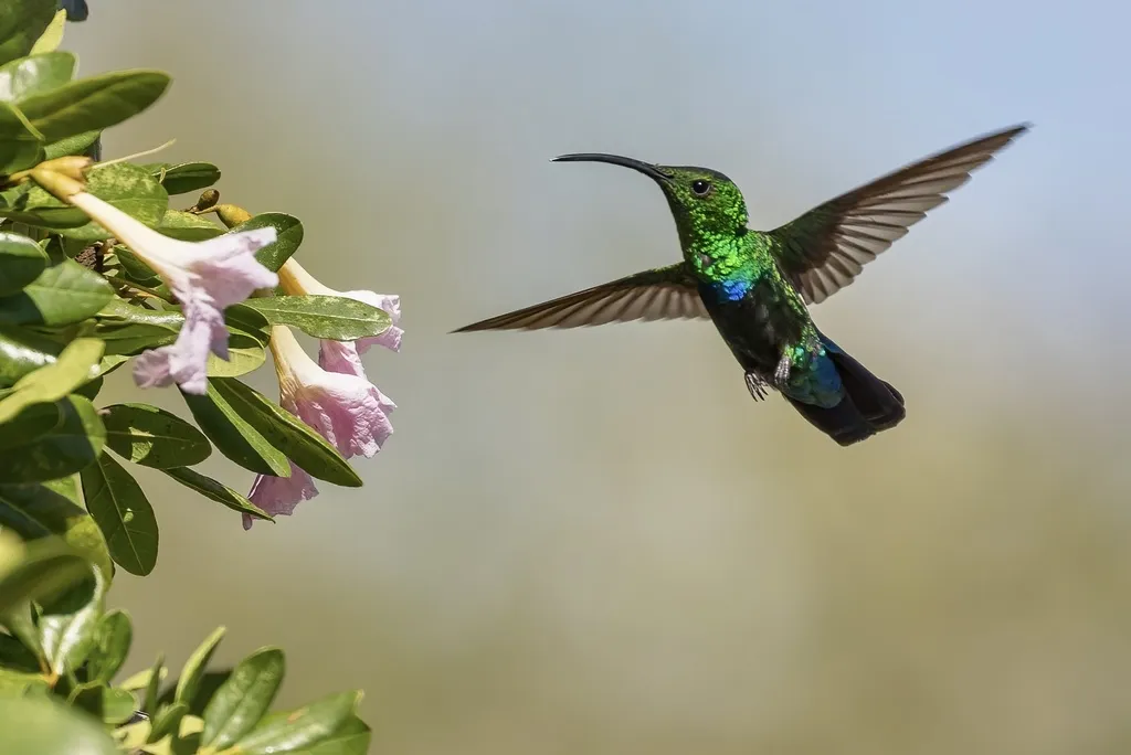 绿喉蜂鸟(Eulampis holosericeus)