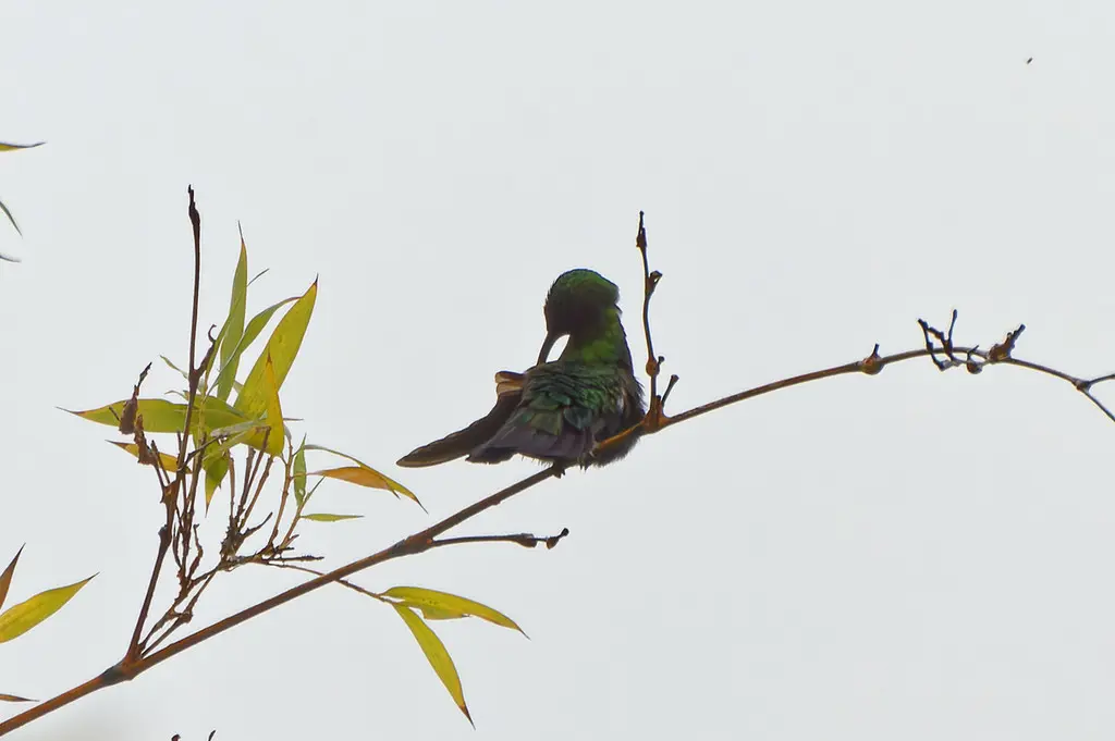 绿喉蜂鸟(Eulampis holosericeus)