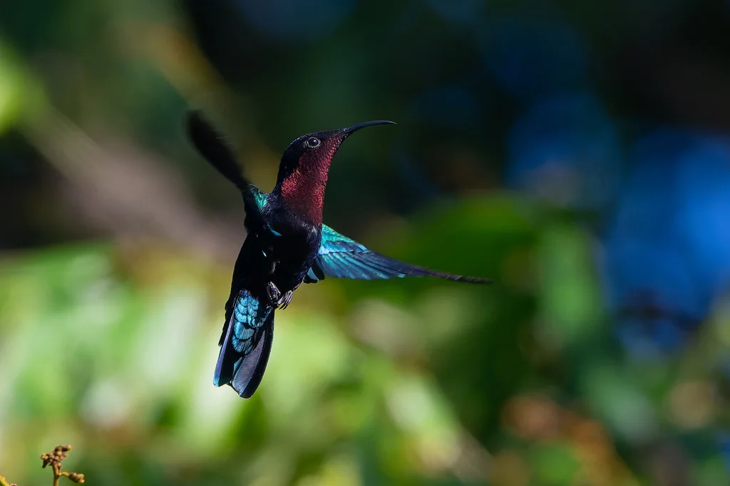 紫喉蜂鸟(Eulampis jugularis)