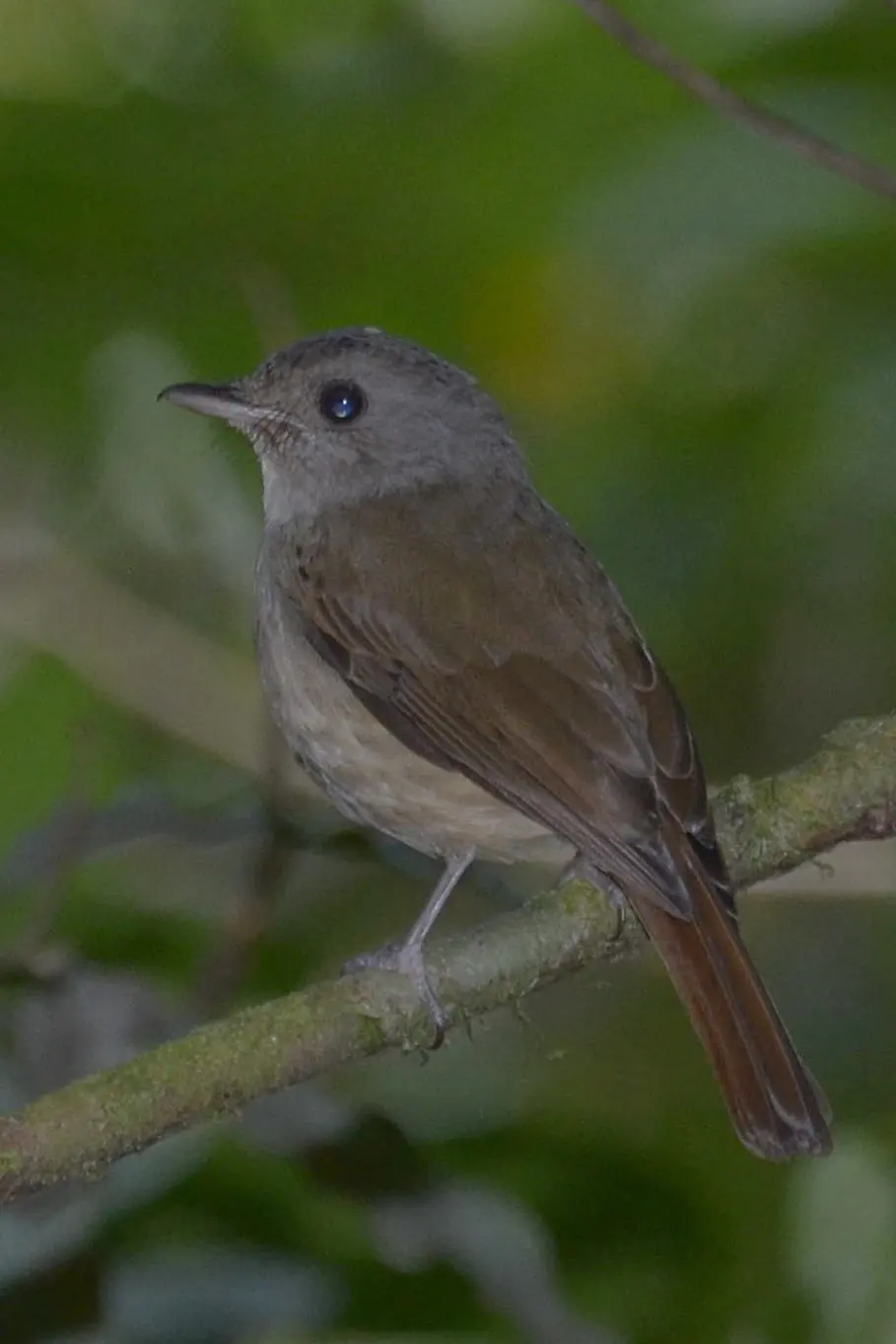 山氏仙鹟(Eumyias sanfordi)