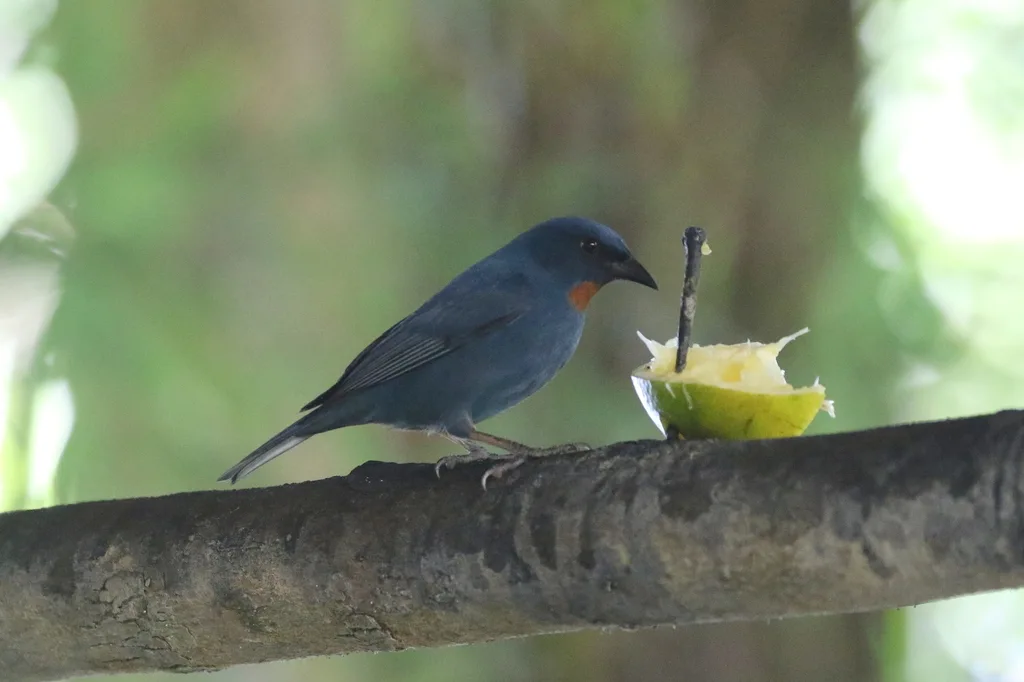 橙喉雀(Euneornis campestris)