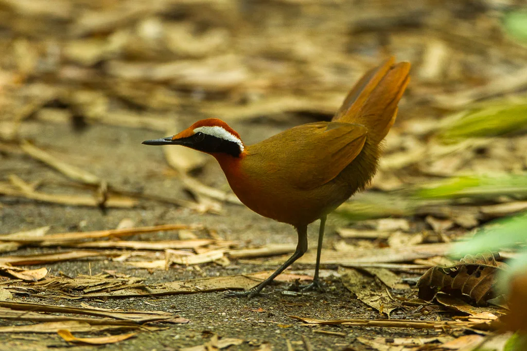 白眉长颈鸫(Eupetes macrocerus)