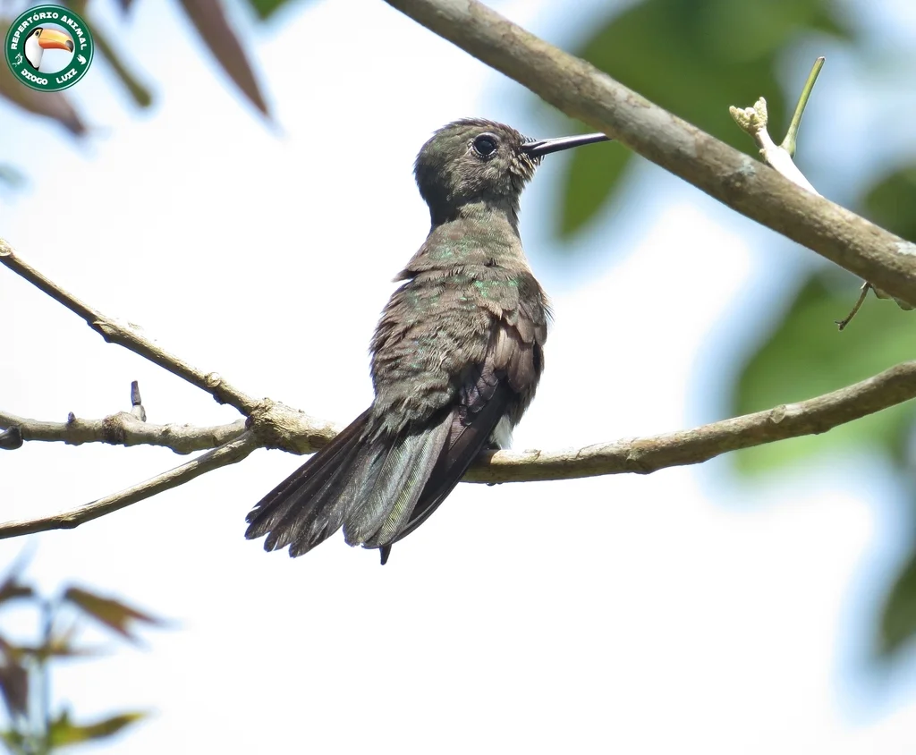 暗色刀翅蜂鸟(Eupetomena cirrochloris)