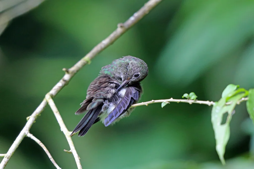暗色刀翅蜂鸟(Eupetomena cirrochloris)