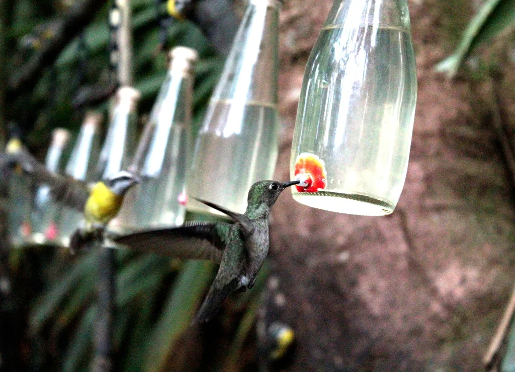 暗色刀翅蜂鸟(Eupetomena cirrochloris)