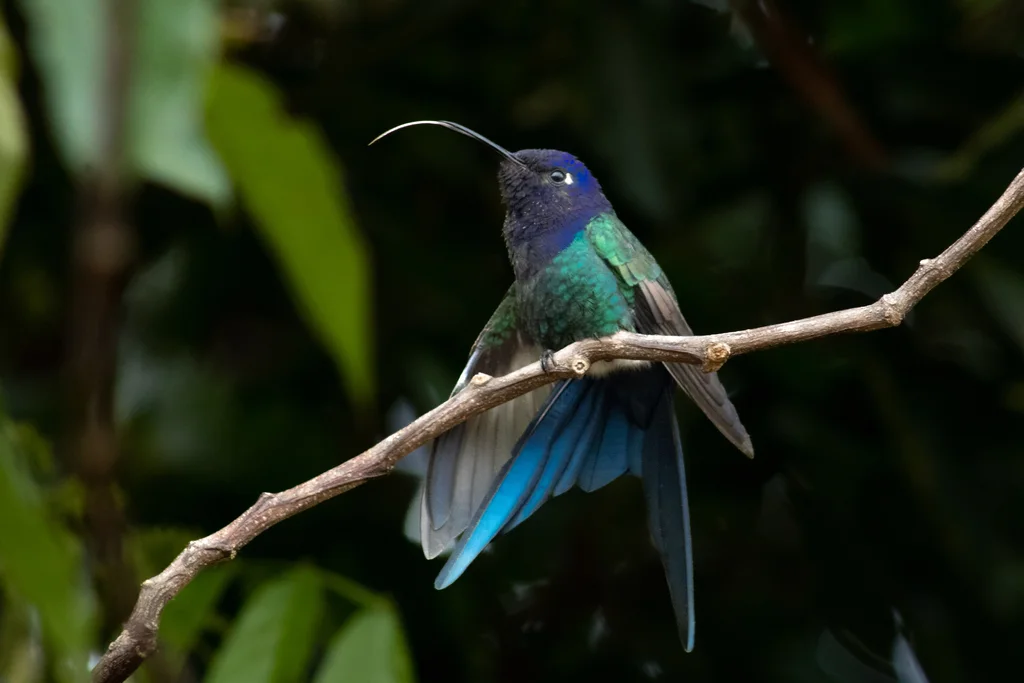 燕尾刀翅蜂鸟(Eupetomena macroura)