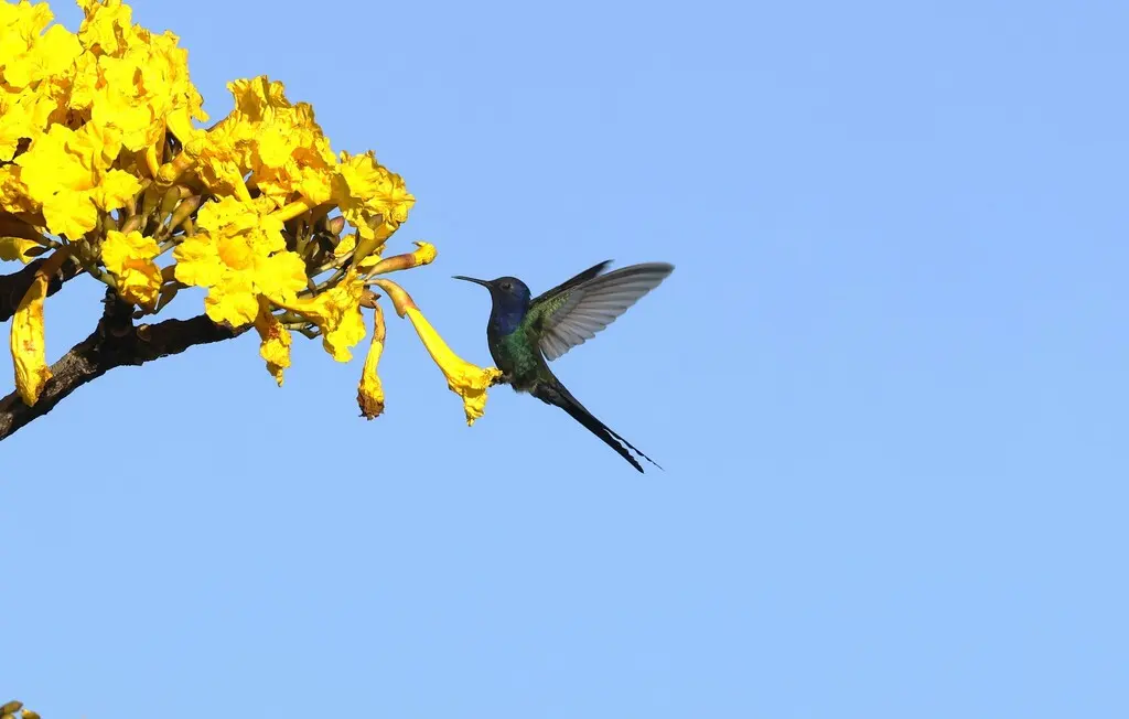 燕尾刀翅蜂鸟(Eupetomena macroura)