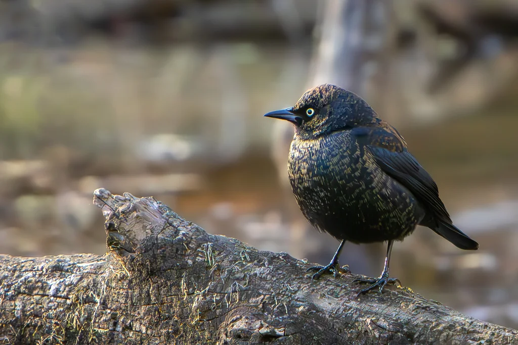 锈色黑鹂(Euphagus carolinus)