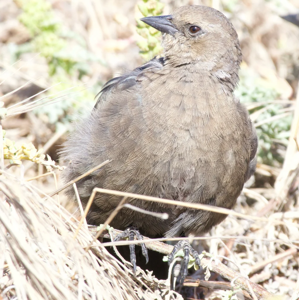 蓝头黑鹂(Euphagus cyanocephalus)