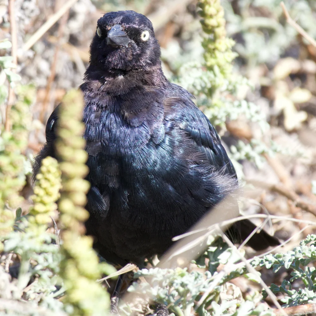 蓝头黑鹂(Euphagus cyanocephalus)