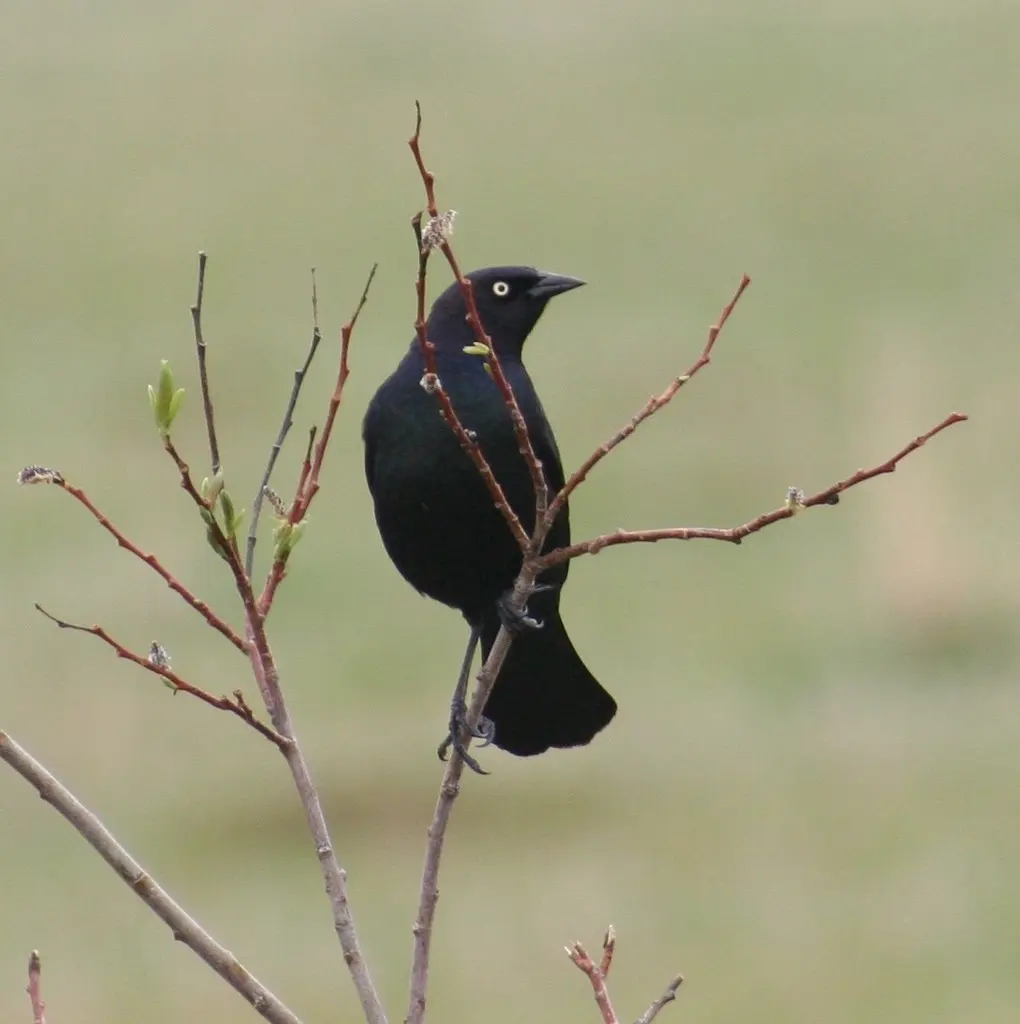 蓝头黑鹂(Euphagus cyanocephalus)