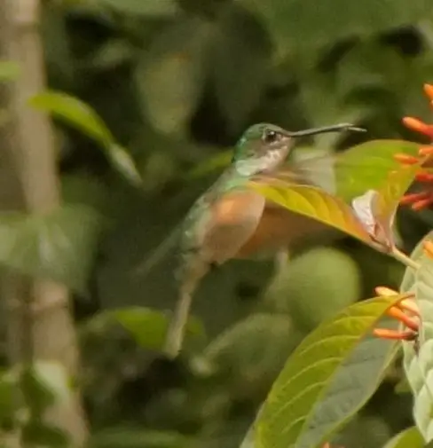 蓝顶蜂鸟(Eupherusa cyanophrys)