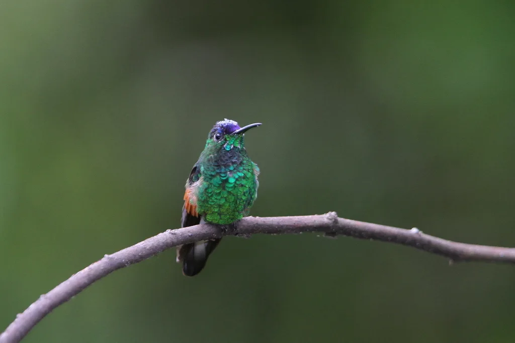 蓝顶蜂鸟(Eupherusa cyanophrys)