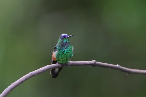 蓝顶蜂鸟