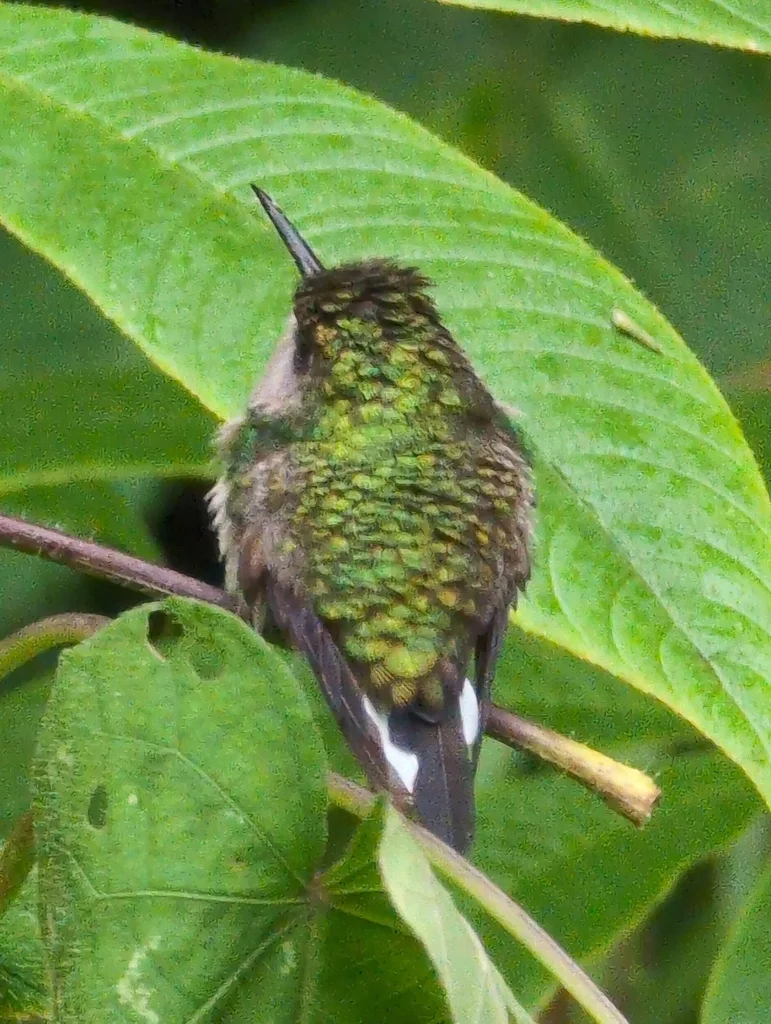 黑腹蜂鸟(Eupherusa nigriventris)
